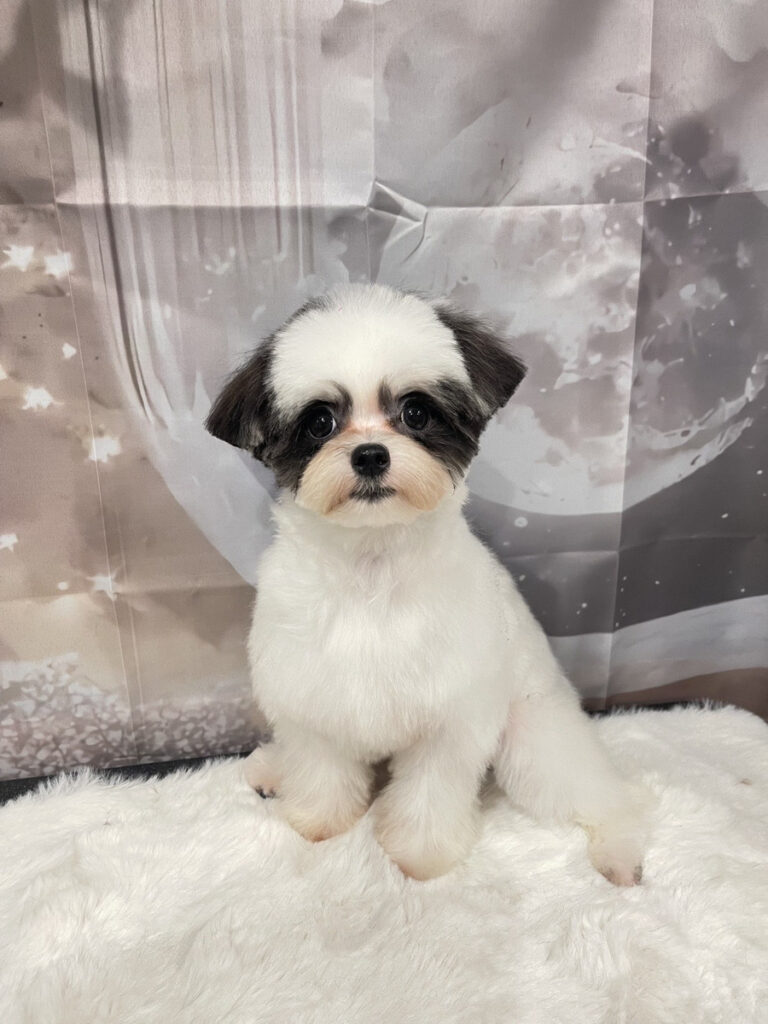 シンプルな背景で撮影された犬