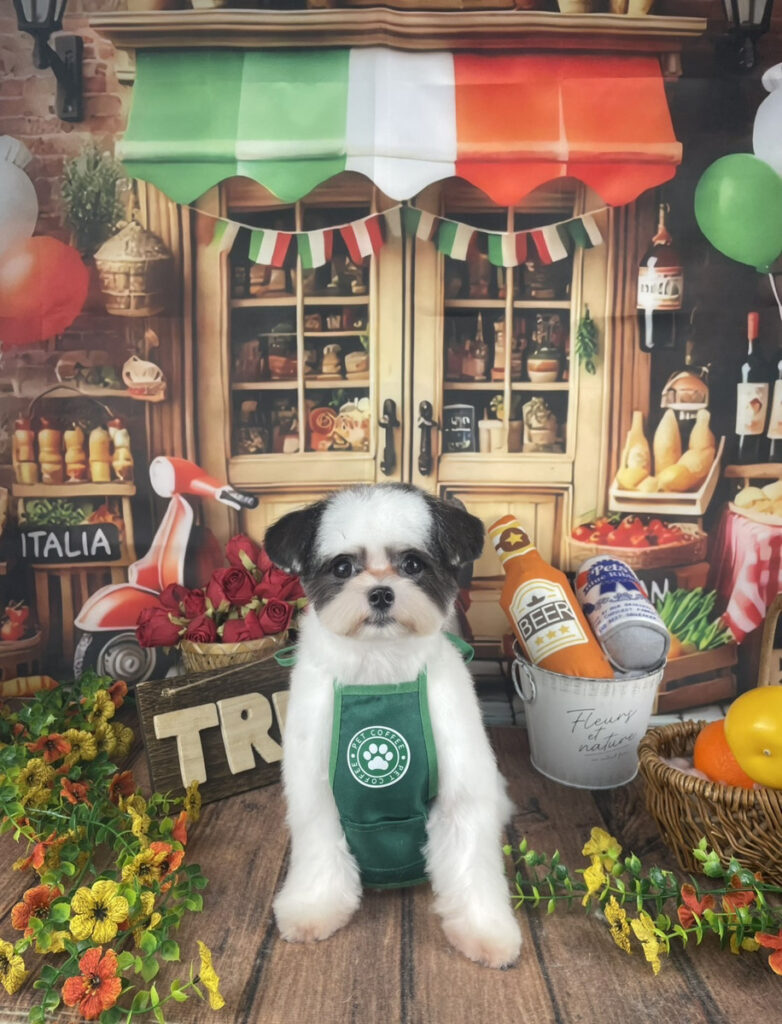イタリア風背景の撮影ブースに座る犬