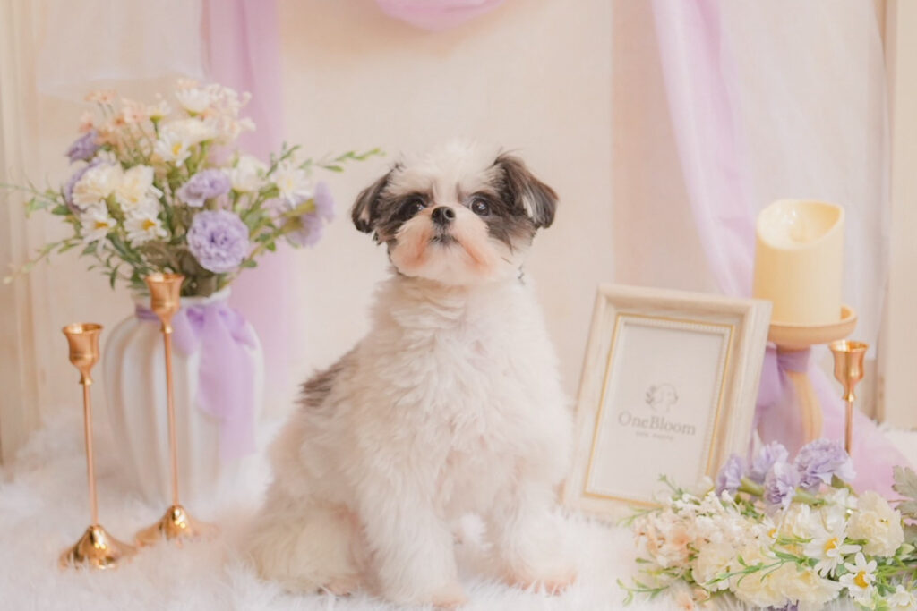 花と小物を使ったフォトブースで撮影された犬